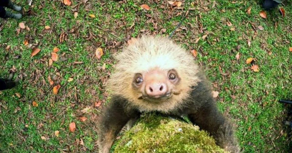 How sloths survive, thrive as nature’s sofa potato | 60 Minutes