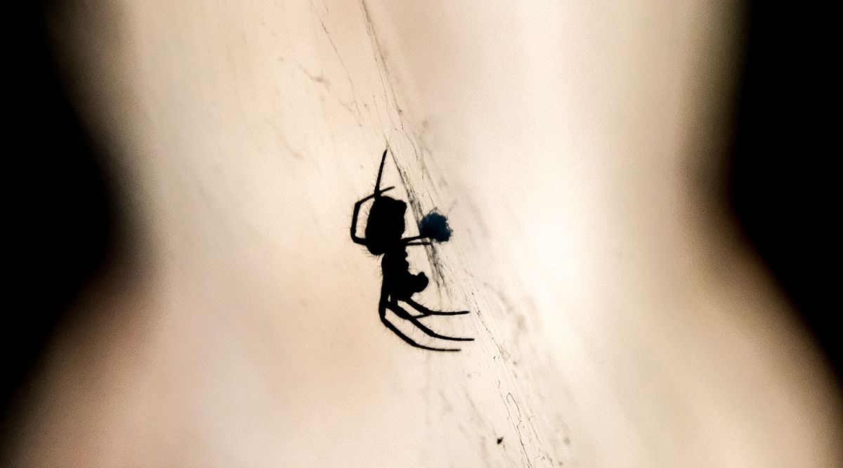 No, spiders do not wish to mate together with your viral physique butter