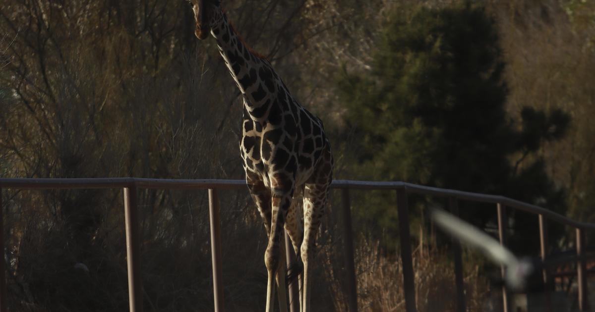 Adored Benito the giraffe moved in Mexico to a local weather a lot better-suited for him
